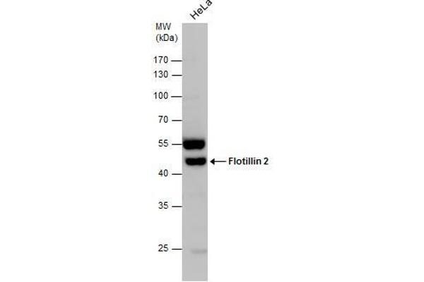 Flotillin 2 抗体  (C-Term)