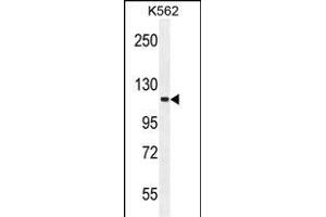 FUSSEL18 Antibody (C-term) (ABIN655936 and ABIN2845328) western blot analysis in K562 cell line lysates (35 μg/lane). (SKOR2 抗体  (C-Term))