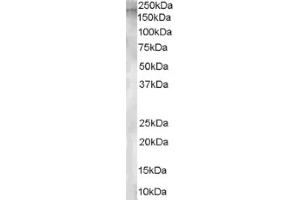 Image no. 1 for anti-Glutamyl Aminopeptidase (Aminopeptidase A) (ENPEP) (Internal Region) antibody (ABIN374574) (ENPEP 抗体  (Internal Region))