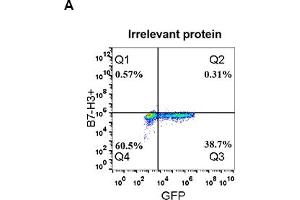 Expi 293 cell line transfected with irrelevant protein  (A) and human B7-H3  (B) were surface stained with Rabbit anti-B7-H3 monoclonal antibody 1 μg/mL (clone: DM53) followed by Alexa 488-conjugated anti-rabbit IgG secondary antibody. (Recombinant CD276 抗体  (AA 29-245))