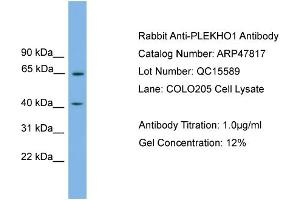 WB Suggested Anti-PLEKHO1  Antibody Titration: 0. (PLEKHO1 抗体  (N-Term))