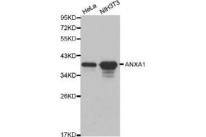 Western blot analysis of extracts of various cell lines, using ANXA1 antibody (ABIN5970468). (Annexin a1 抗体)