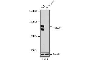 Western blot analysis of extracts from wild type (WT) and ST knockout (KO) HeLa cells, using ST antibody (ABIN7270305) at 1:1000 dilution. (STAT3 抗体)