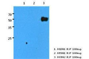 Human H3N2/HA recombinant protein (100 ng) were resolved by SDS-PAGE, transferred to PVDF membrane and probed with H3N2/HA antibody (1:1000). (Influenza A Virus H3N2 抗体  (AA 17-345))