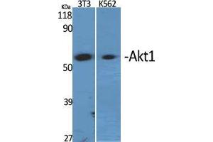 Western Blot (WB) analysis of specific cells using Akt1 Polyclonal Antibody. (AKT1 抗体  (Ser137))