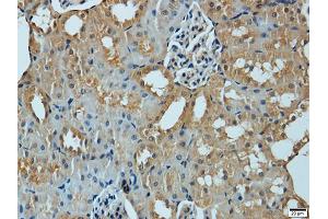 Immunohistochemistry of paraffin-embedded mouse kidney using MMP1 antibody. (MMP1 抗体)