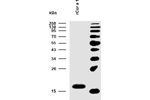 Western Blotting (WB) image for Major Allergen Cor a 1 protein (ABIN7506045)