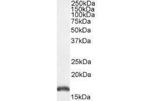 Western Blotting (WB) image for anti-Peripheral-Type Benzodiazepine Receptor (TSPO) (C-Term) antibody (ABIN570960)