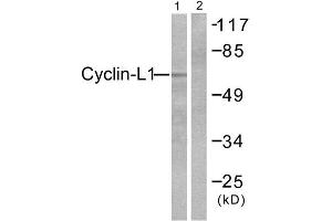 Western Blotting (WB) image for anti-Cyclin L1 (CCNL1) (C-Term) antibody (ABIN1848728) (Cyclin L1 抗体  (C-Term))