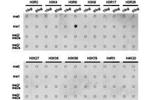 Western Blotting (WB) image for anti-Histone 3 (H3) (H3R8me) antibody (ABIN1873015) (Histone 3 抗体  (H3R8me))