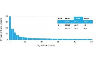 Analysis of Protein Array containing more than 19,000 full-length human proteins using CDX2 Mouse Monoclonal Antibody (CDX2/2214). (CDX2 抗体)