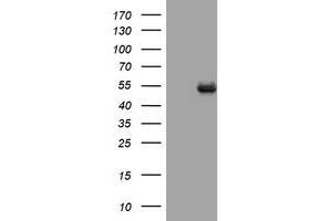 Image no. 1 for anti-CD4 (CD4) antibody (ABIN1497300) (CD4 抗体)