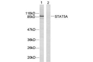 Western blot analysis of extracts from HeLa cells using STAT5A (Ab-694) antibody (E021048). (STAT5A 抗体)
