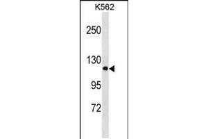 Western blot analysis in K562 cell line lysates (35ug/lane). (PCDHA2 抗体  (N-Term))