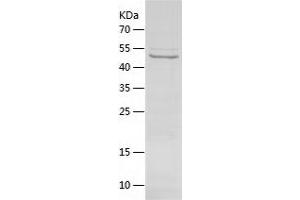 Western Blotting (WB) image for ATP Synthase, H+ Transporting, Mitochondrial F0 Complex, Subunit C1 (Subunit 9) (ATP5G1) (AA 44-553) protein (His tag) (ABIN7121926) (ATP5G1 Protein (AA 44-553) (His tag))