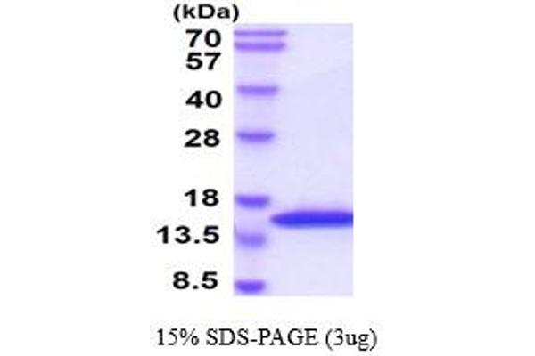 VAMP2 Protein (AA 1-89) (His tag)