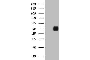 Western Blotting (WB) image for anti-Insulin-Like Growth Factor Binding Protein 3 (IGFBP3) (AA 28-297) antibody (ABIN2676357) (IGFBP3 抗体  (AA 28-297))
