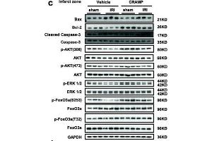 Western Blotting (WB) image for anti-BCL2-Associated X Protein (BAX) (AA 1-100) antibody (ABIN3020683)