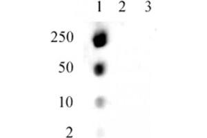 Specificity Data: Dot blot analysis was used to confirm the specificity of the Histone H1. (Histone H1.5 抗体  (pSer17))
