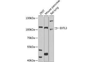 Western blot analysis of extracts of various cell lines, using EXTL3 antibody (ABIN1679782, ABIN3018195, ABIN3018196 and ABIN6220395) at 1:1000 dilution. (EXTL3 抗体  (AA 52-220))
