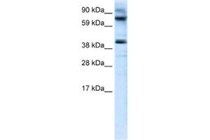 Western Blotting (WB) image for anti-MANSC Domain Containing 1 (MANSC1) antibody (ABIN2460922) (MANSC1 抗体)