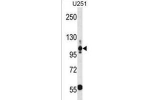 THBS3 Antibody (N-term) (ABIN1539199 and ABIN2850359) western blot analysis in  cell line lysates (35 μg/lane). (THBS3 抗体  (N-Term))