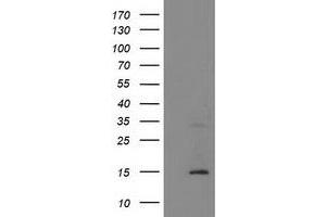 Image no. 1 for anti-Coiled-Coil-Helix-Coiled-Coil-Helix Domain Containing 5 (CHCHD5) antibody (ABIN1497489) (CHCHD5 抗体)