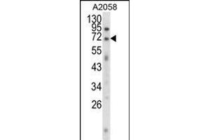 Western blot analysis of EWSR1 Antibody (C-term) (ABIN652770 and ABIN2842507) in  cell line lysates (35 μg/lane). (EWSR1 抗体  (C-Term))