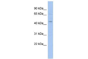 WB Suggested Anti-MGC33407 Antibody Titration: 0. (MGC33407 (Middle Region) 抗体)