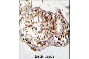 CAF-1 Antibody immunohistochemistry analysis in formalin fixed and paraffin embedded human testis tissue followed by peroxidase conjugation of the secondary antibody and DAB staining. (CNOT8 抗体  (N-Term))