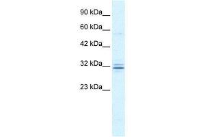 WB Suggested Anti-HES1  Antibody Titration: 1. (HES1 抗体  (N-Term))