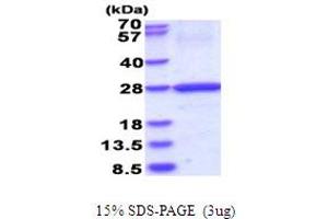 HLA-DOB Protein (AA 27-224) (His tag)