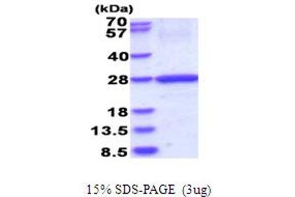 HLA-DOB Protein (AA 27-224) (His tag)