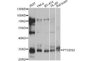 Western blot analysis of extracts of various cell lines, using PTGES2 antibody. (PTGES2 抗体)