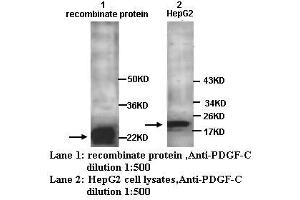 Image no. 1 for anti-Platelet-Derived Growth Factor CC (PDGFCC) antibody (ABIN790865) (Platelet-Derived Growth Factor CC (PDGFCC) 抗体)