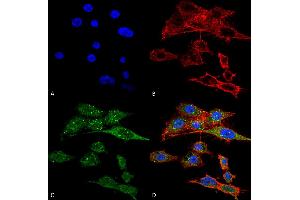 Immunocytochemistry/Immunofluorescence analysis using Rabbit Anti-Rubicon Polyclonal Antibody . (Rubicon 抗体  (N-Term))