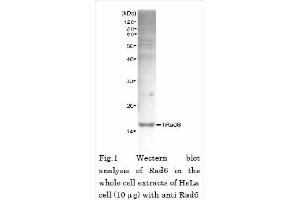 Western Blotting (WB) image for anti-Rad6 (full length) antibody (ABIN2452101) (Rad6 (full length) 抗体)