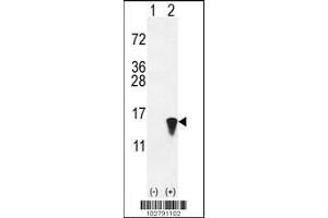 Western blot analysis of ISG15 using rabbit polyclonal hISG15-A46 using 293 cell lysates (2 ug/lane) either nontransfected (Lane 1) or transiently transfected with the ISG15 gene (Lane 2). (ISG15 抗体  (N-Term))