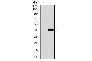 Image no. 2 for anti-delta-Like 4 (DLL4) antibody (ABIN1497856) (DLL4 抗体)