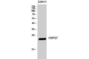 Western Blotting (WB) image for anti-Heat Shock 27kDa Protein 1 (HSPB1) (Ser505) antibody (ABIN3175566) (HSP27 抗体  (Ser505))
