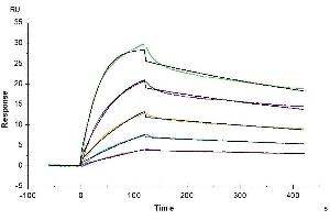 Surface Plasmon Resonance (SPR) image for neonatal Fc Receptor (FcRn) (AA 22-297) protein (His tag) (ABIN7274677)