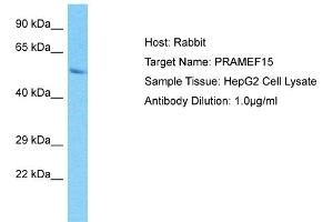Host: Rabbit Target Name: PRAMEF15 Sample Type: HepG2 Whole Cell lysates Antibody Dilution: 1. (PRAMEF15 抗体  (C-Term))
