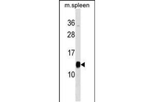 Western blot analysis in mouse spleen tissue lysates (35ug/lane). (PFDN1 抗体  (C-Term))