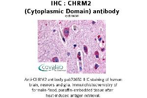 Image no. 1 for anti-Cholinergic Receptor, Muscarinic 2 (CHRM2) (3rd Cytoplasmic Domain) antibody (ABIN1733054) (Muscarinic Acetylcholine Receptor M2 抗体  (3rd Cytoplasmic Domain))