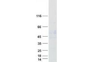 Validation with Western Blot (GABRA5 Protein (Myc-DYKDDDDK Tag))