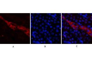 Immunofluorescence analysis of mouse kidney tissue. (CD81 抗体  (Internal Region))