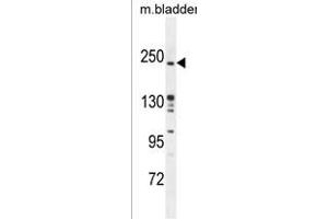 RICTOR Antibody (Center) (ABIN391386 and ABIN2841394) western blot analysis in mouse bladder tissue lysates (35 μg/lane). (RICTOR 抗体  (AA 805-835))