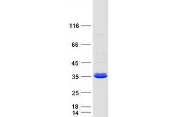 PSMF1 Protein (Transcript Variant 2) (Myc-DYKDDDDK Tag)