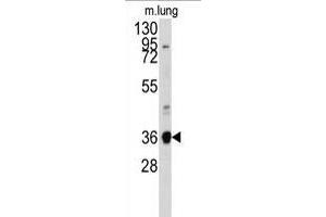 Western blot analysis of anti-ANXA2 Antibody (N-term) (ABIN391619 and ABIN2841538) in mouse lung tissue lysates (35 μg/lane). (Annexin A2 抗体  (N-Term))