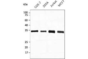 Western Blotting (WB) image for anti-Glyceraldehyde-3-Phosphate Dehydrogenase (GAPDH) (C-Term) antibody (DyLight 488) (ABIN7273056) (GAPDH 抗体  (C-Term) (DyLight 488))